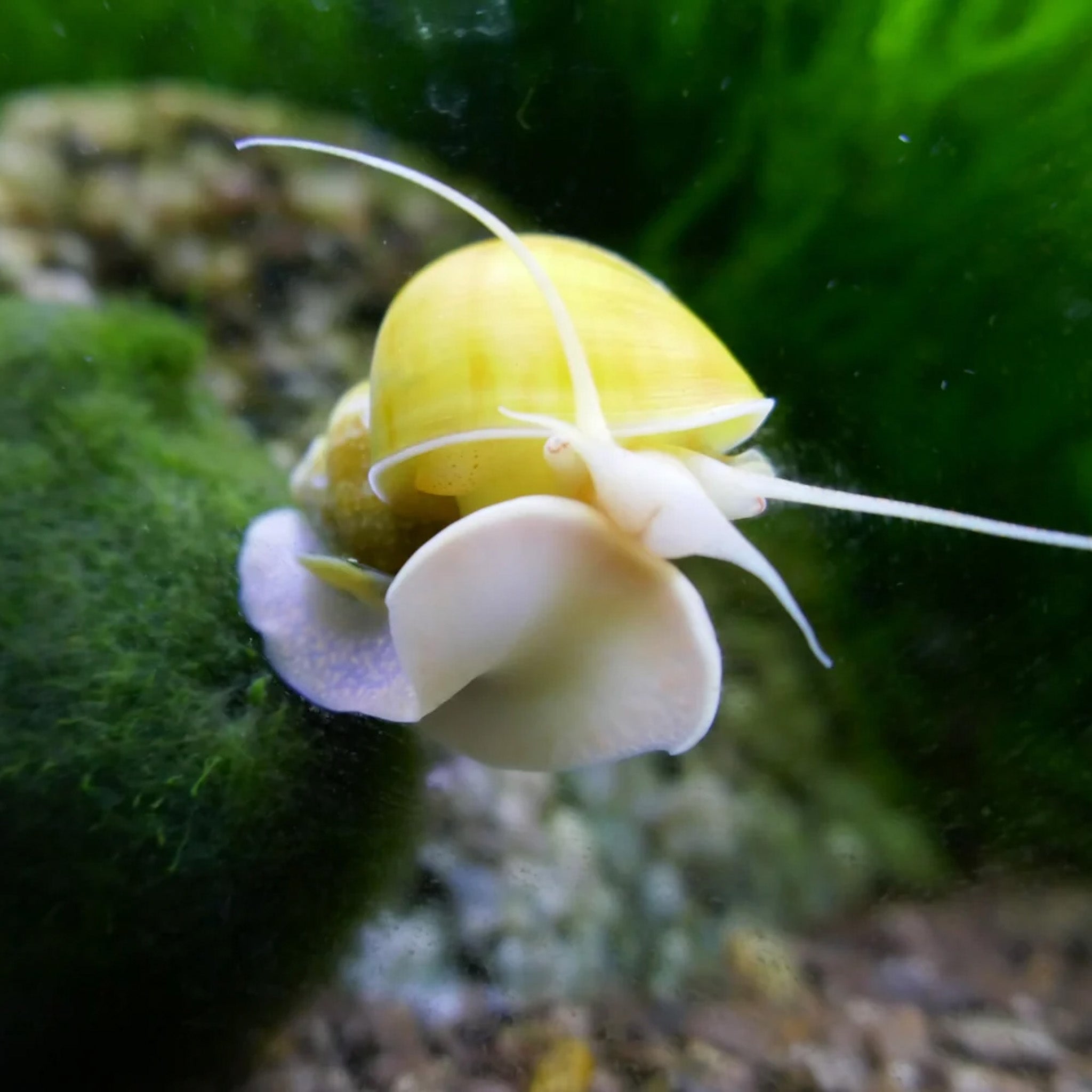 Mystery Snails aquarium snail — Aquaplantz Canada