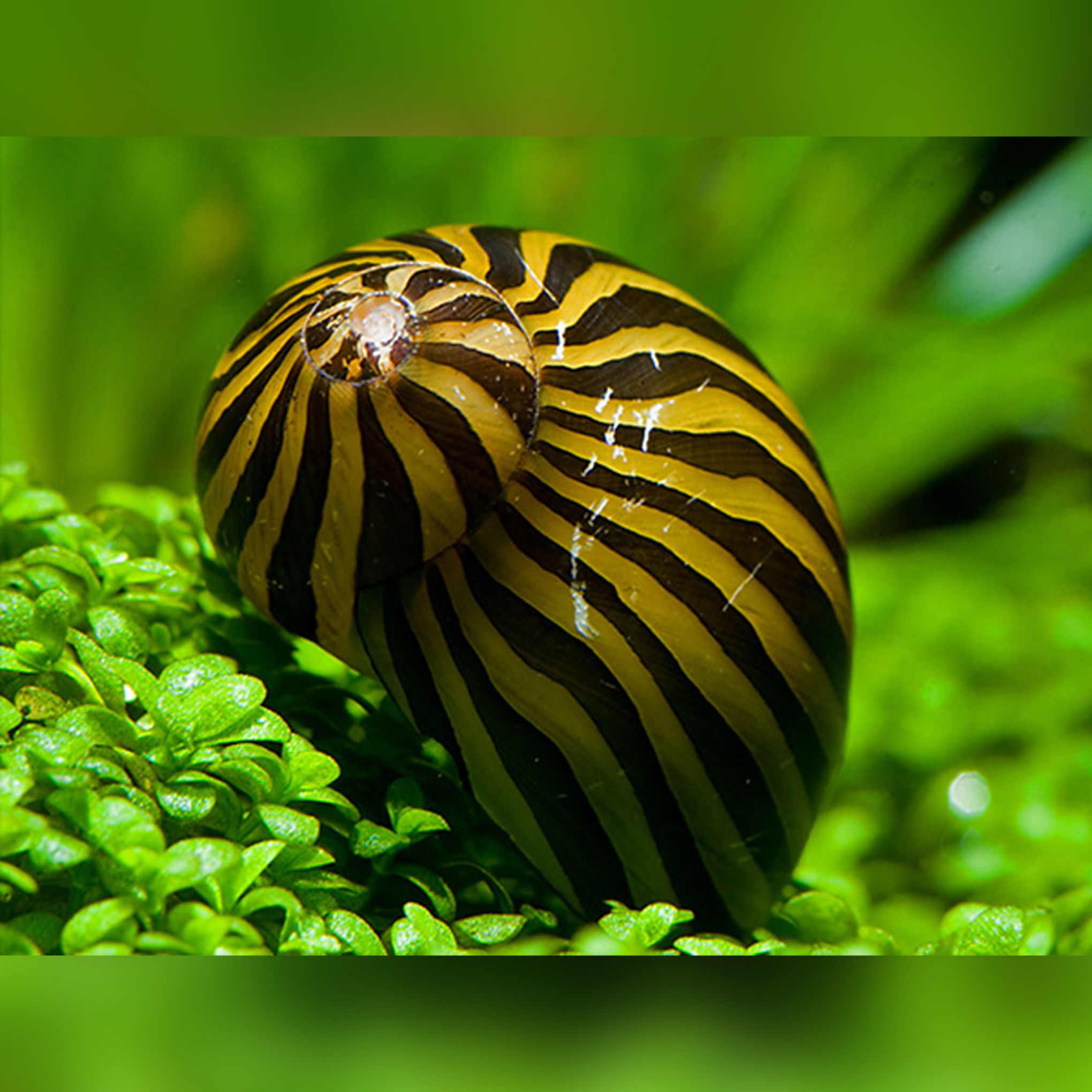 Neritina Natalensis Snail aquarium snail — Aquaplantz Canada