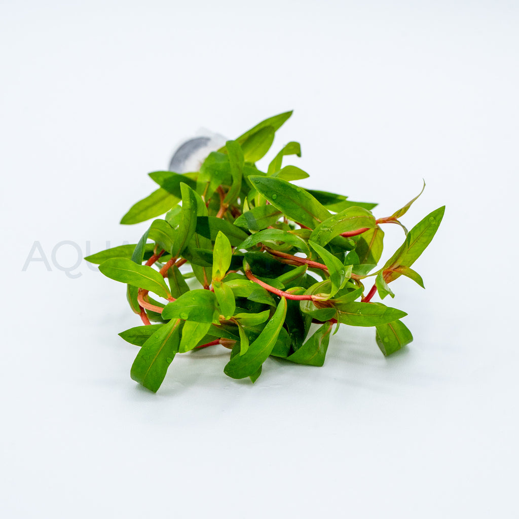 Nesaea crassicaulis aquarium plant — Aquaplantz Canada