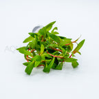 Nesaea crassicaulis aquarium plant — Aquaplantz Canada