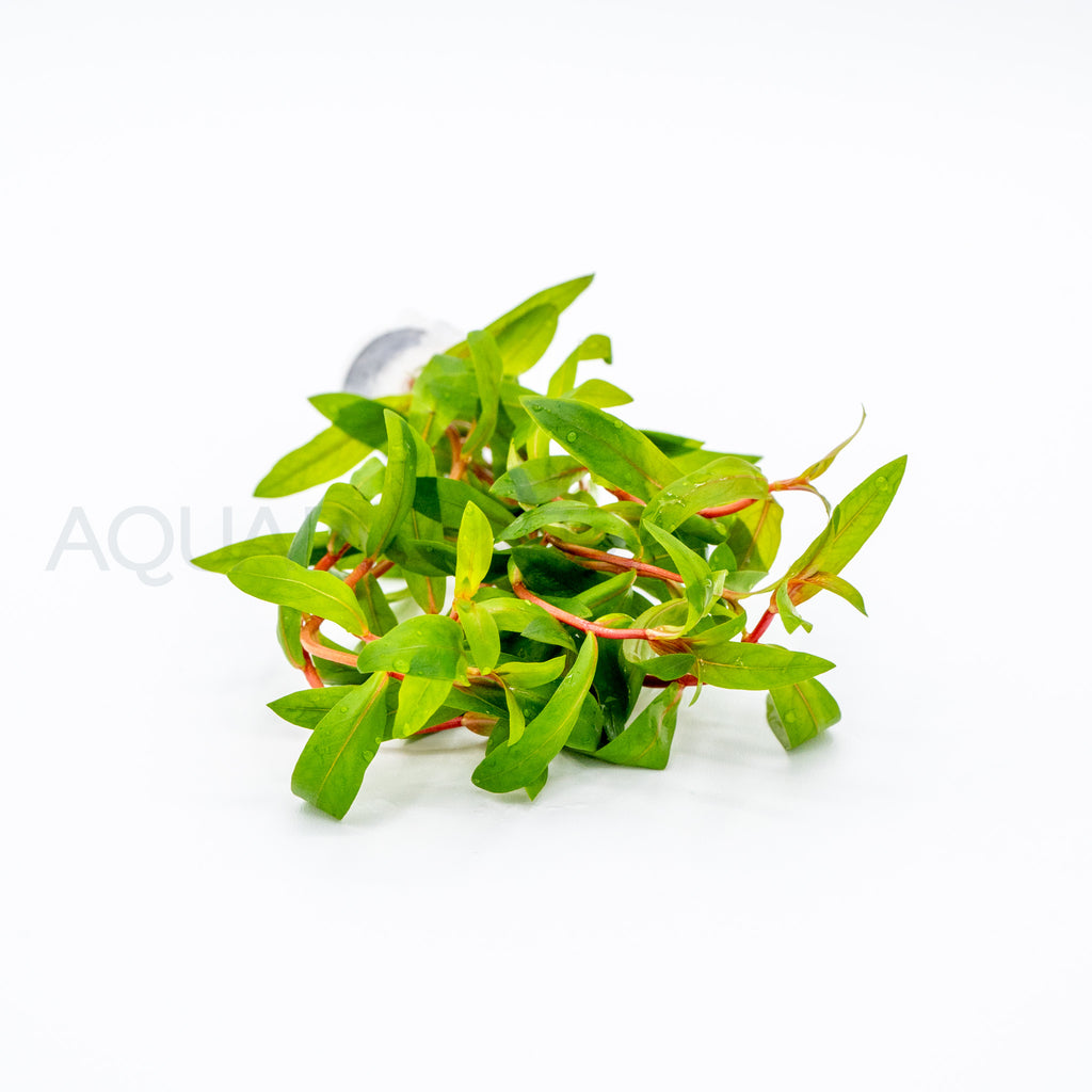 Nesaea crassicaulis aquarium plant — Aquaplantz Canada