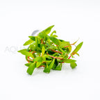 Nesaea crassicaulis aquarium plant — Aquaplantz Canada