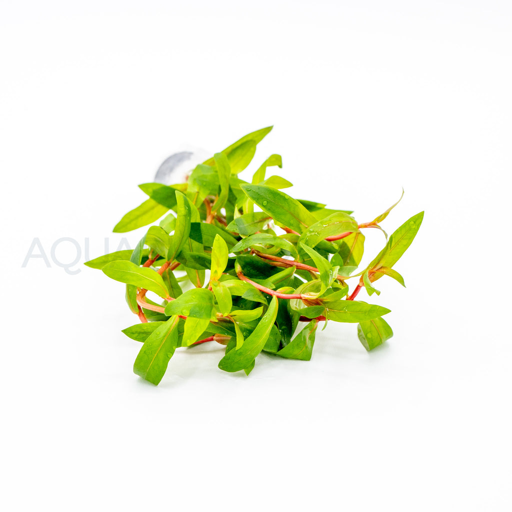 Nesaea crassicaulis aquarium plant — Aquaplantz Canada