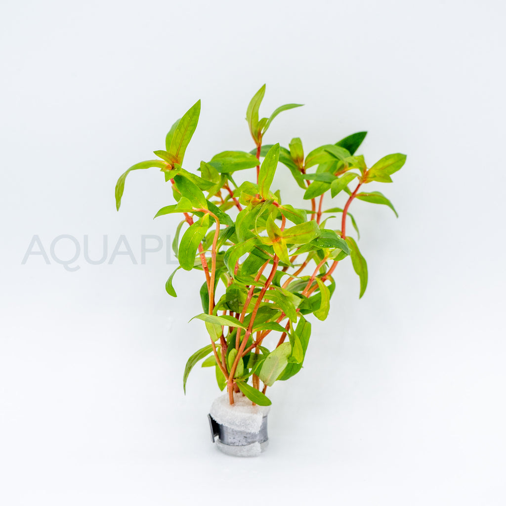 Nesaea crassicaulis aquarium plant — Aquaplantz Canada