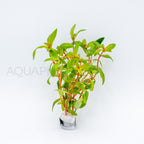 Nesaea crassicaulis aquarium plant — Aquaplantz Canada