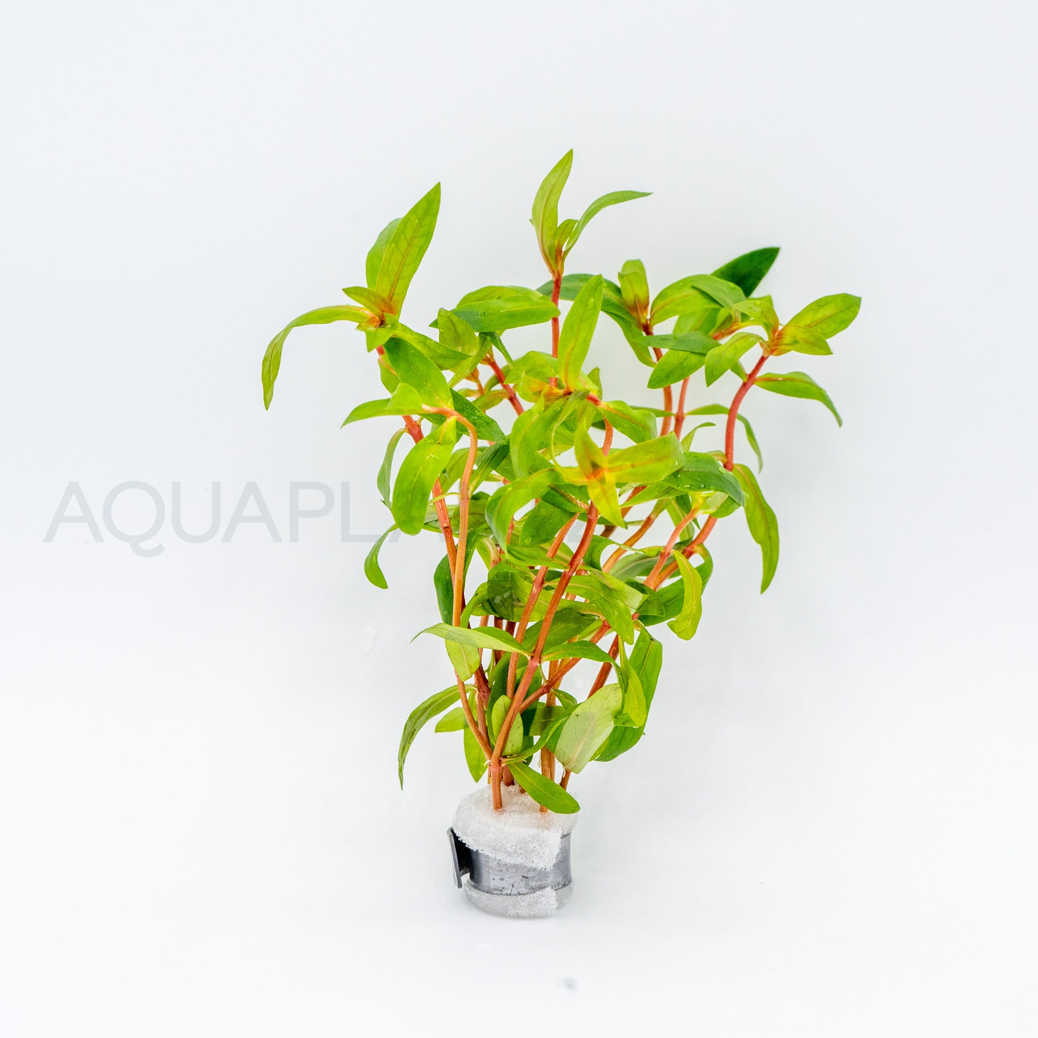 Nesaea crassicaulis aquarium plant — Aquaplantz Canada