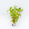 Nesaea crassicaulis aquarium plant — Aquaplantz Canada