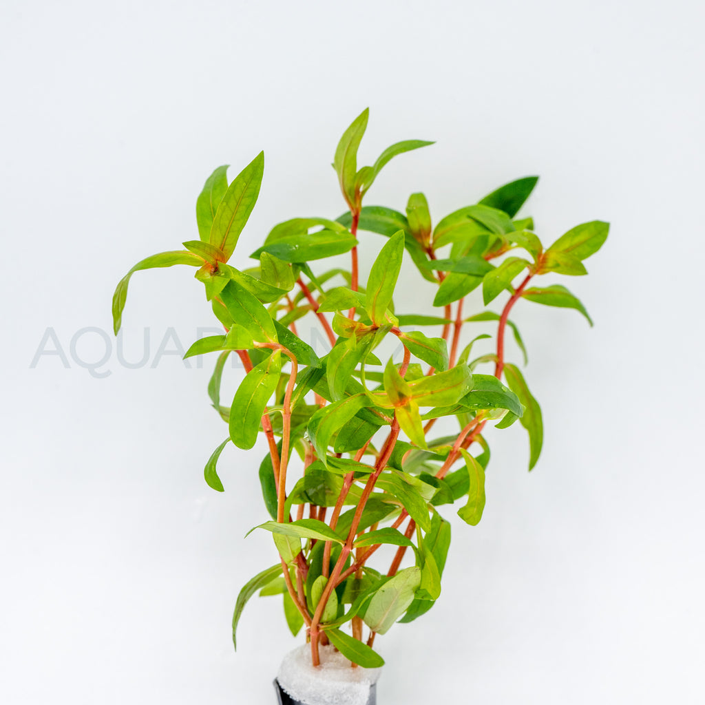 Nesaea crassicaulis aquarium plant — Aquaplantz Canada