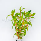 Nesaea crassicaulis aquarium plant — Aquaplantz Canada