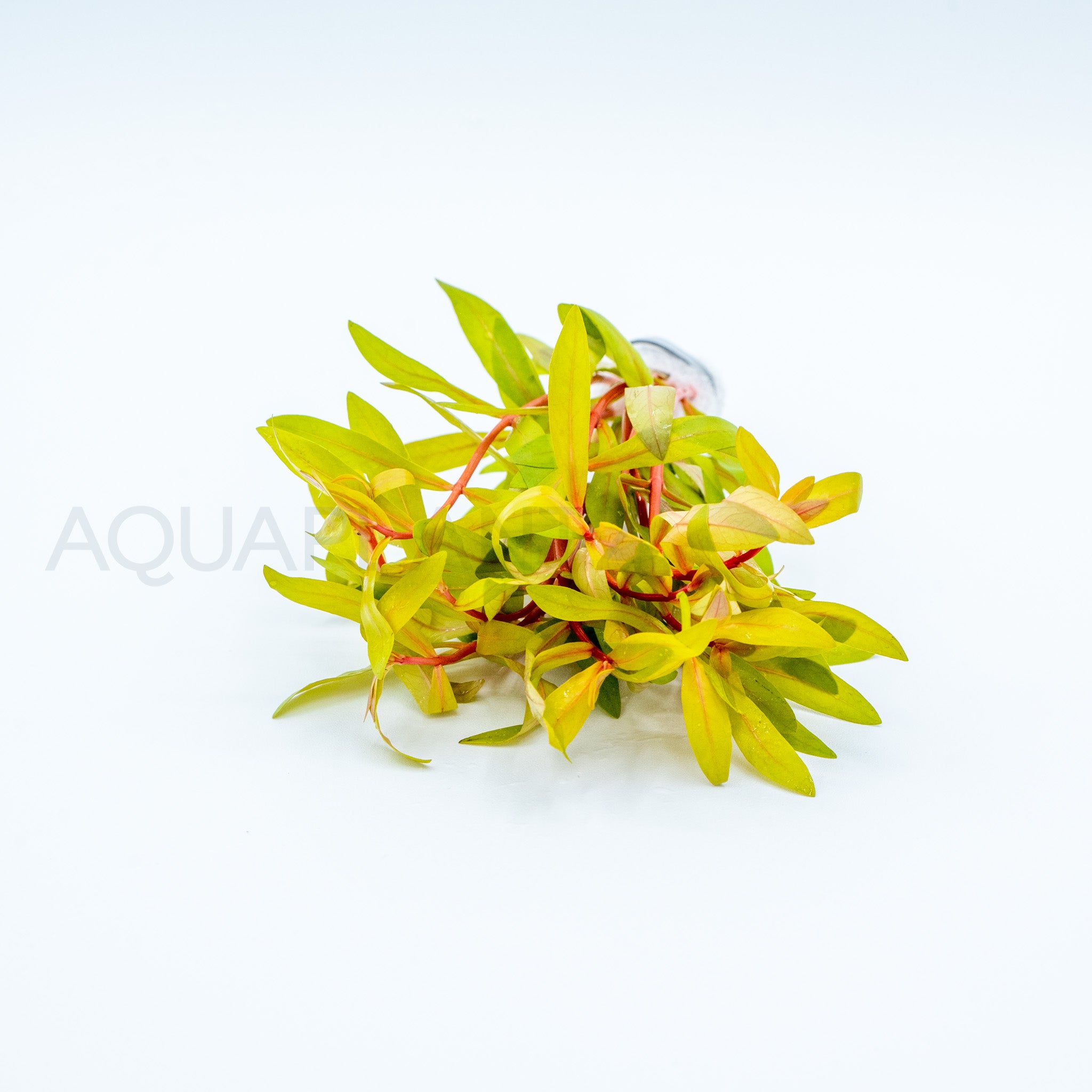 Nesaea pedicellata Golden aquarium plant — Aquaplantz Canada