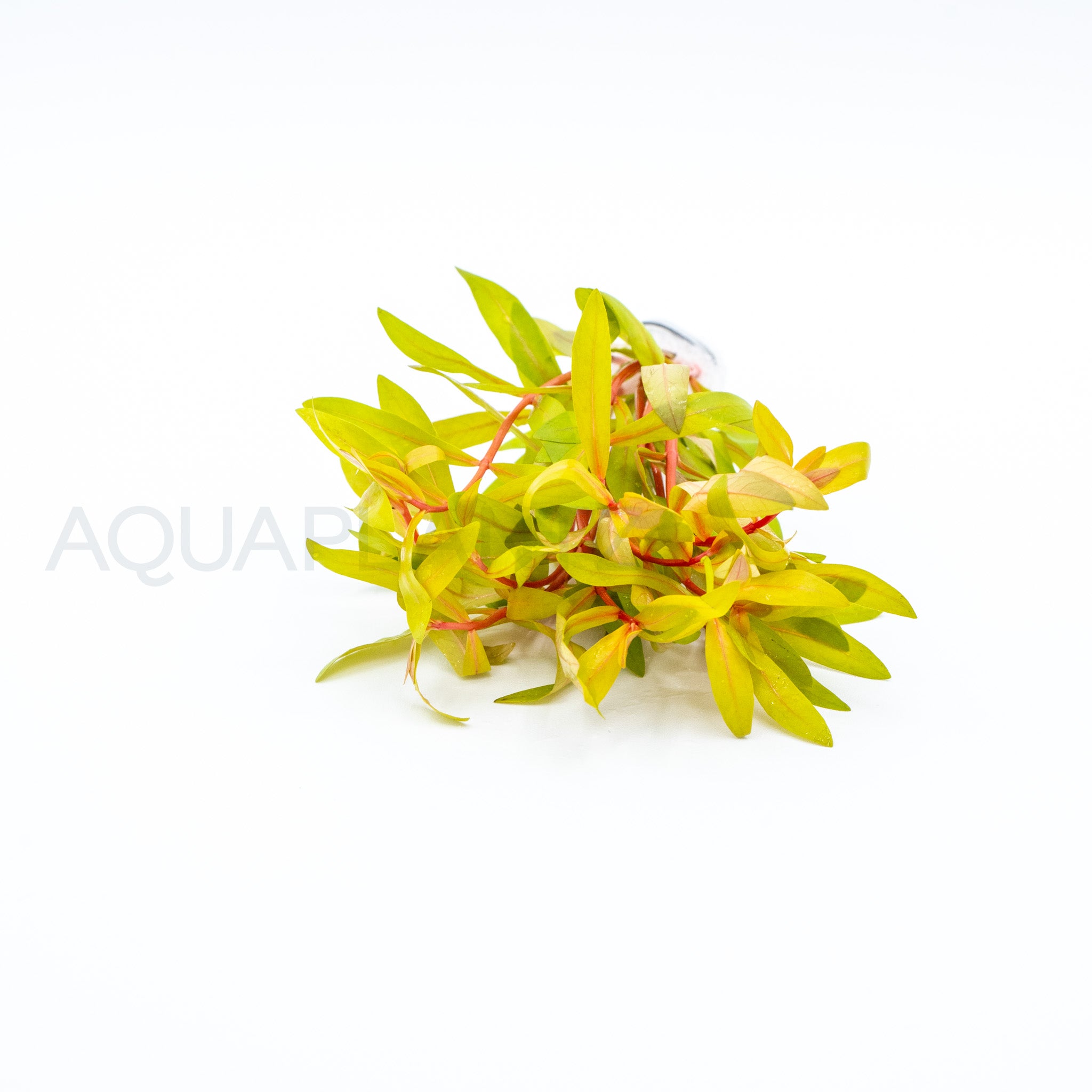 Nesaea pedicellata Golden aquarium plant — Aquaplantz Canada