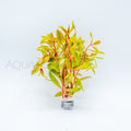 Nesaea pedicellata Golden aquarium plant — Aquaplantz Canada
