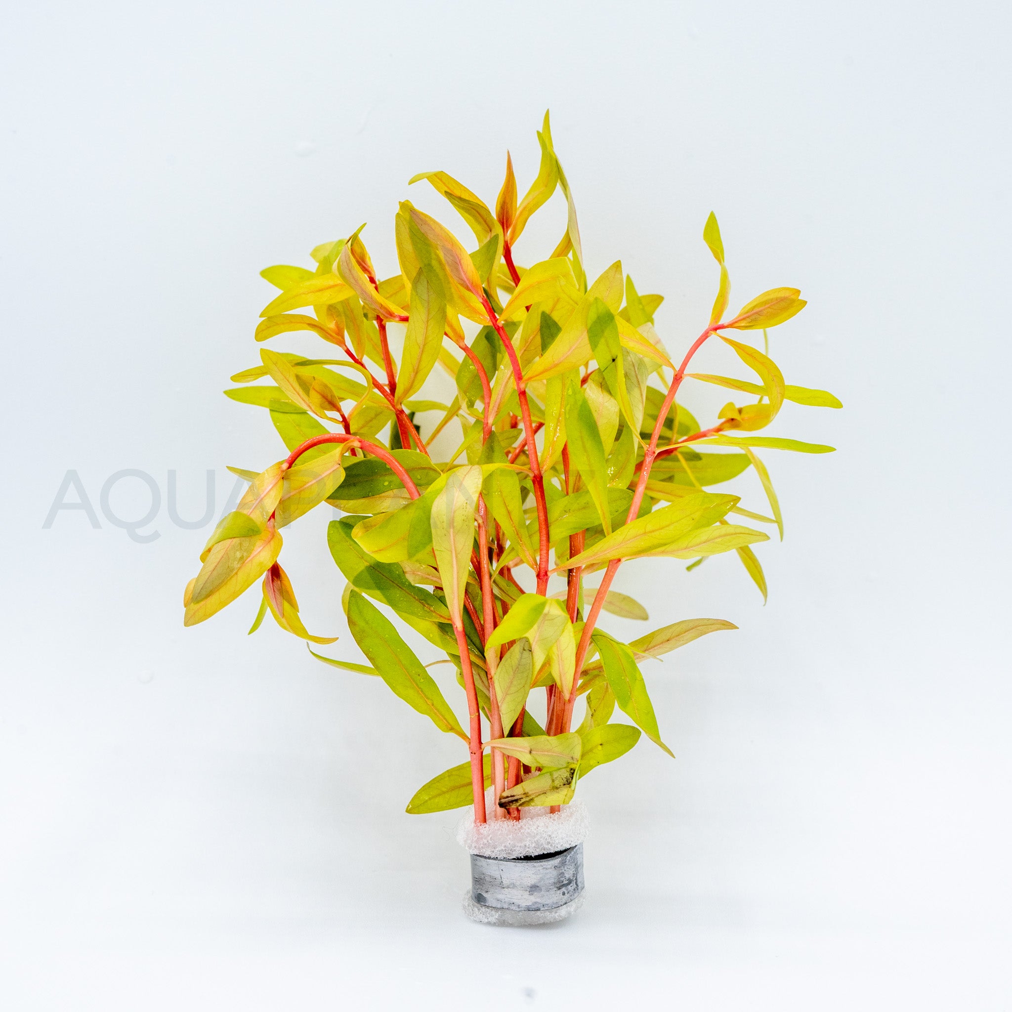 Nesaea pedicellata Golden aquarium plant — Aquaplantz Canada