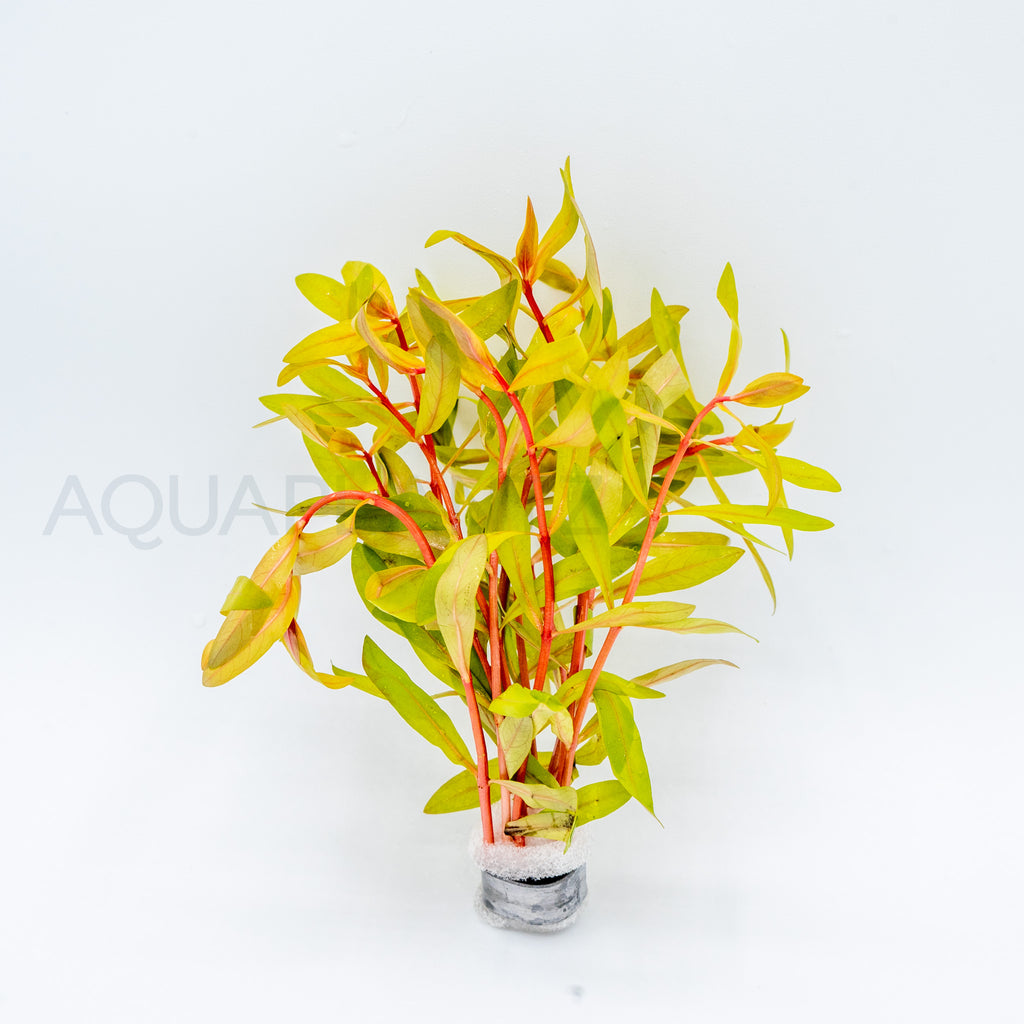 Nesaea pedicellata Golden aquarium plant — Aquaplantz Canada