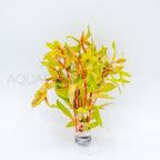 Nesaea pedicellata Golden aquarium plant — Aquaplantz Canada