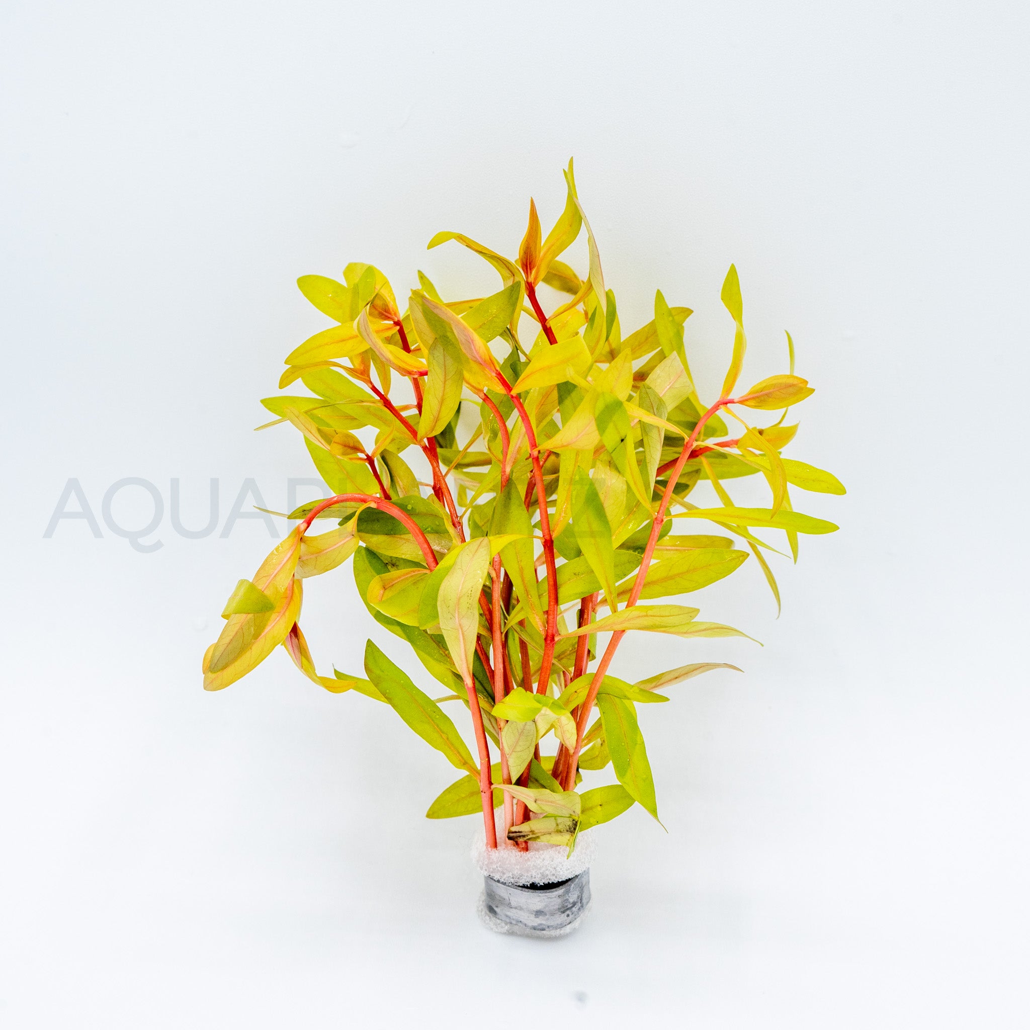 Nesaea pedicellata Golden aquarium plant — Aquaplantz Canada