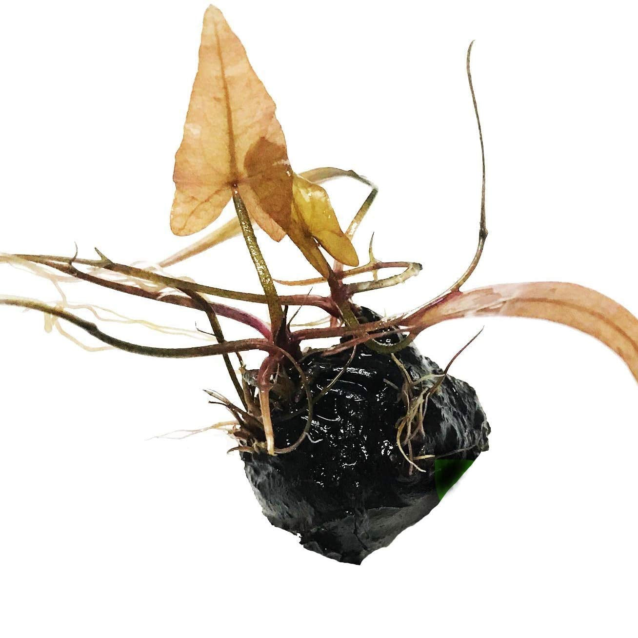 Nymphaea Rubra - Red Tiger Lotus Bulb