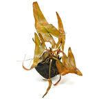 Nymphaea Rubra - Red Tiger Lotus Bulb