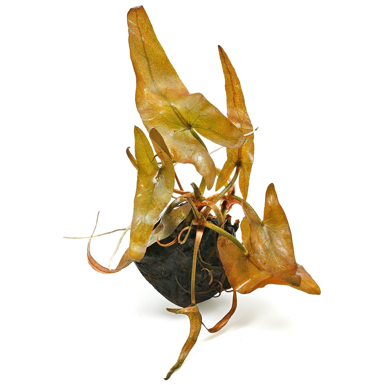 Nymphaea Rubra - Red Tiger Lotus Bulb