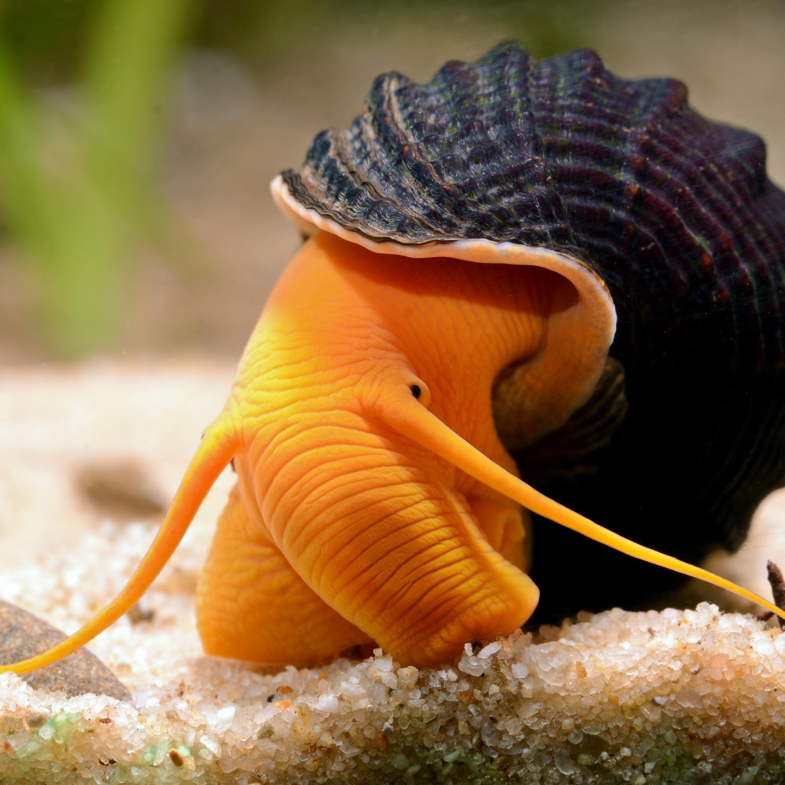 Orange Rabbit Snails (4cm - 8cm) aquarium snail — Aquaplantz Canada