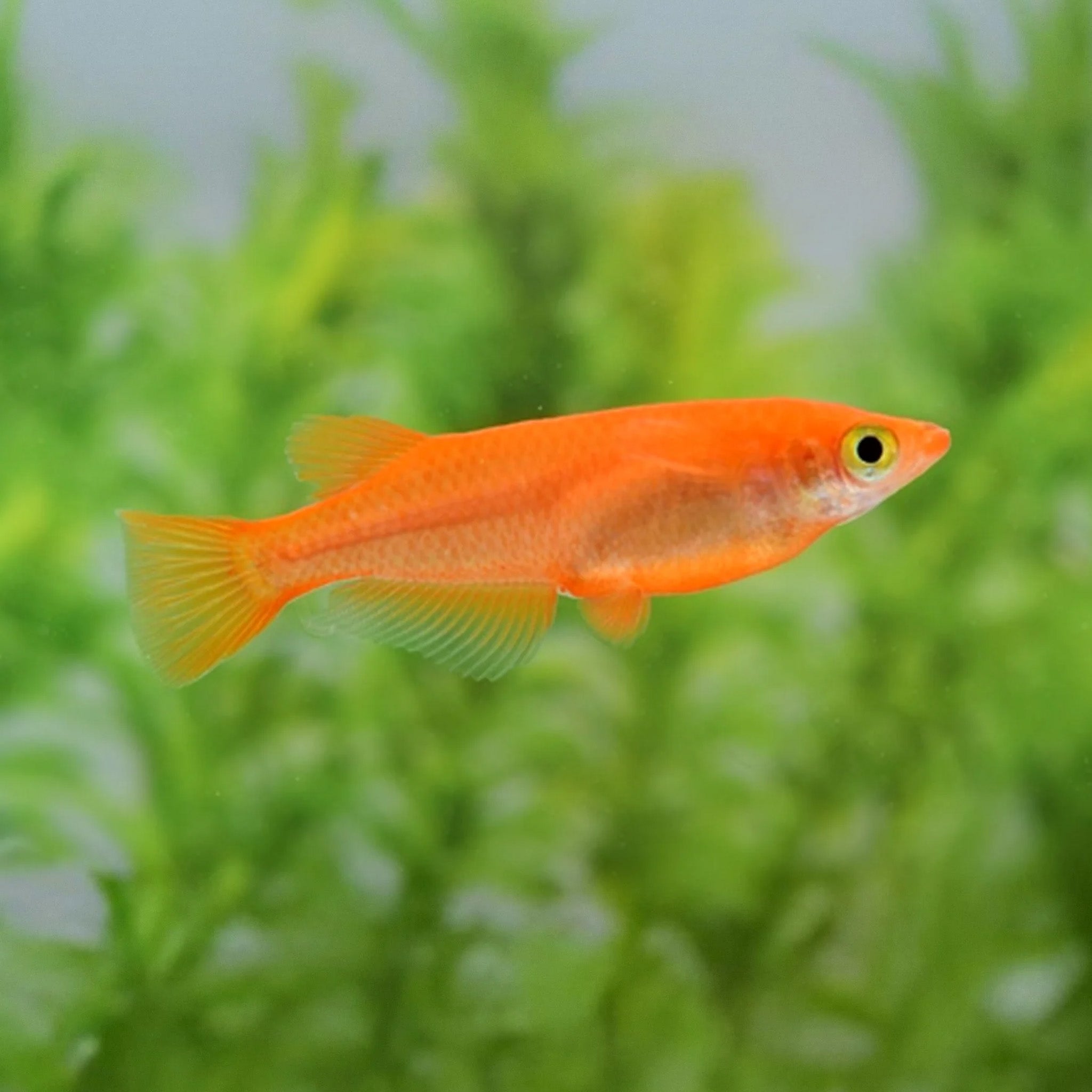 Orange Japanese Medaka Ricefish Trio medaka ricefish — Aquaplantz Canada