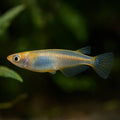 Small fish swimming in an aquarium with green plants