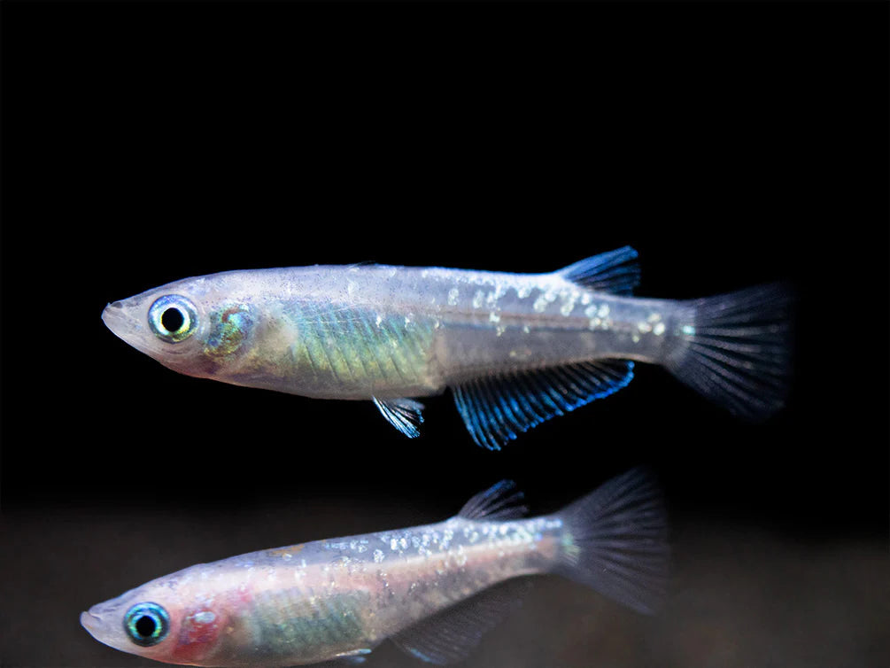 Two small fish with a black background