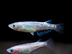 Two small fish with a black background