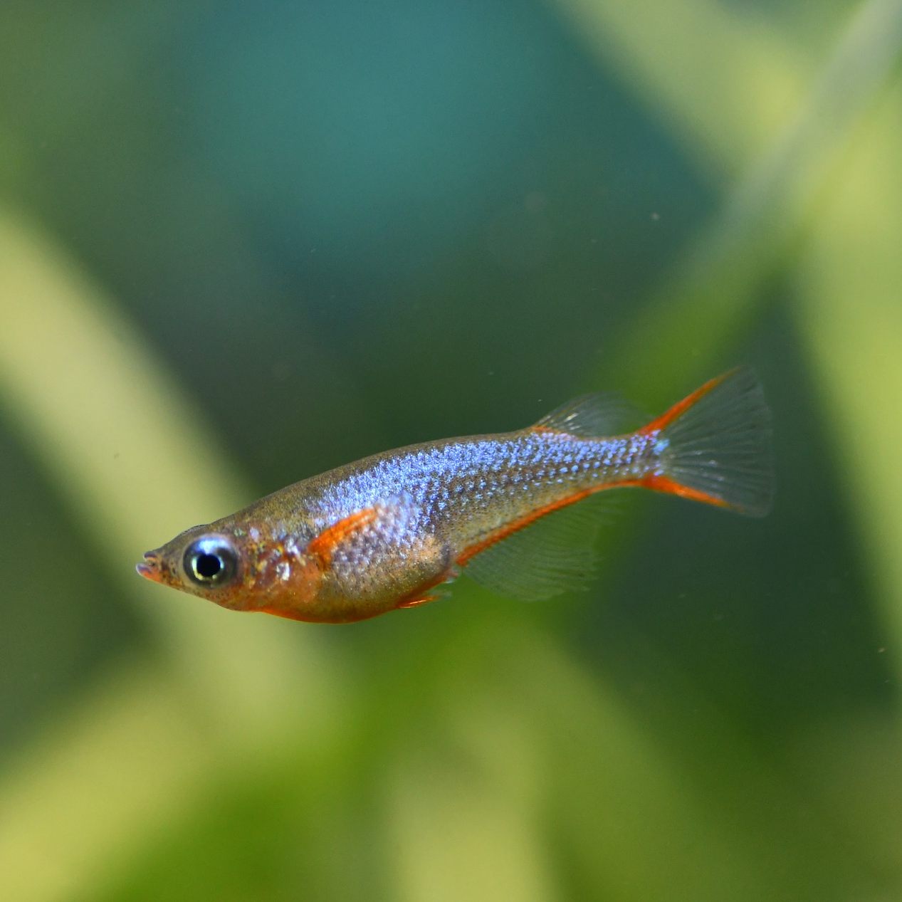 Oryzias woworae Daisy's Blue Ricefish