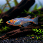 Colorful fish in an aquarium setting with green plants and dark substrate