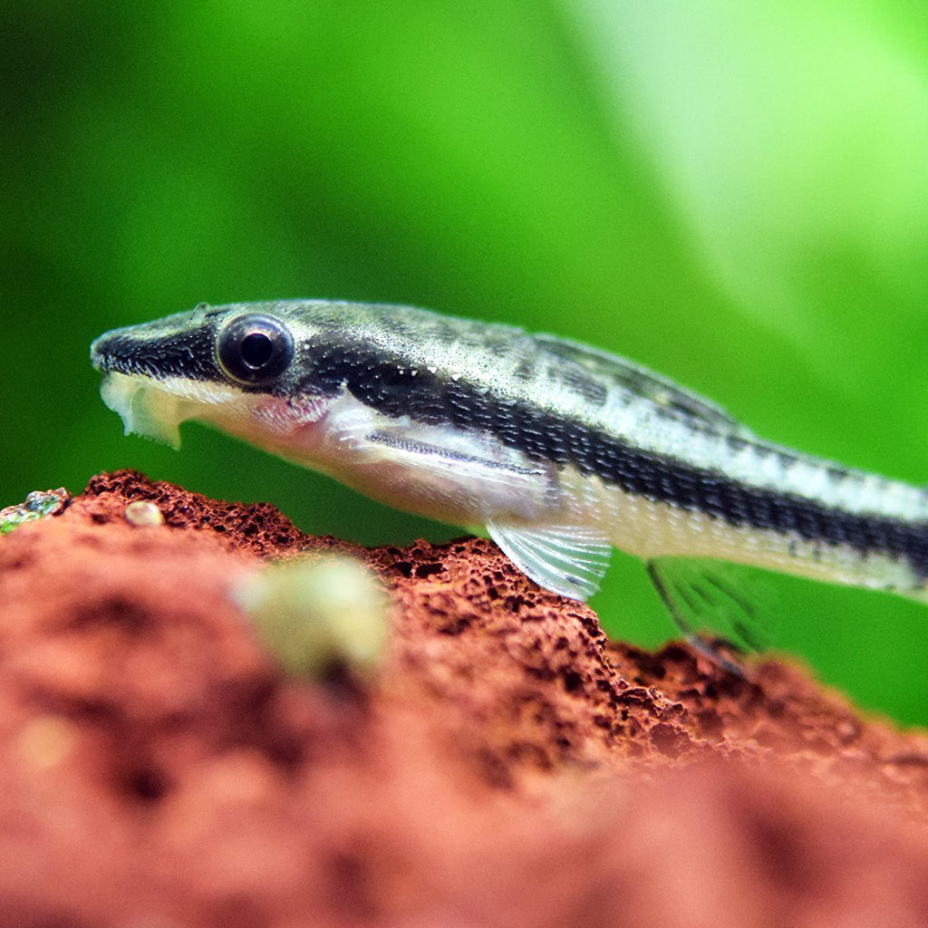 Otocinclus Catfish otocinclus fish — Aquaplantz Canada
