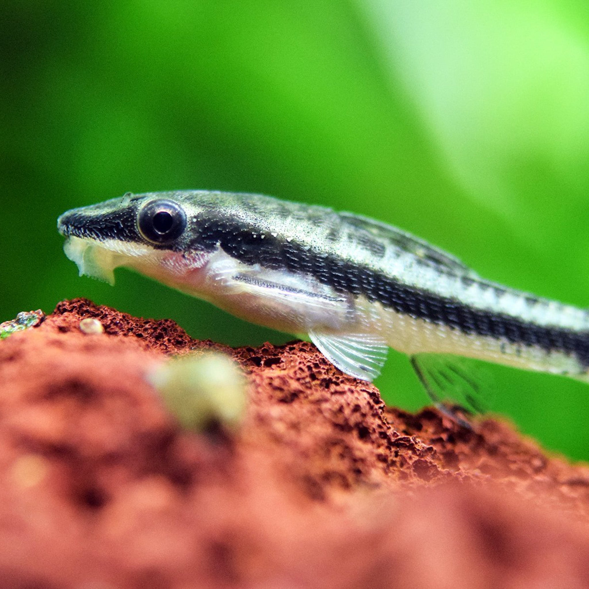 Otocinclus Catfish otocinclus fish — Aquaplantz Canada