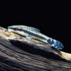 Otocinclus Catfish otocinclus fish — Aquaplantz Canada