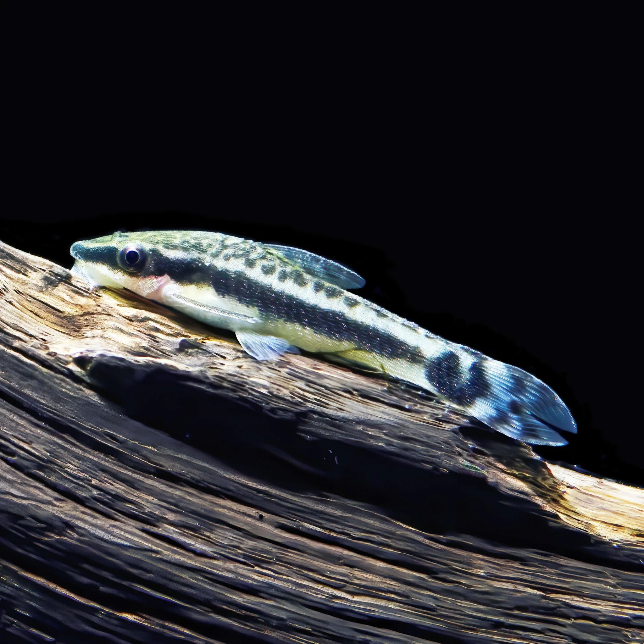 Otocinclus Catfish otocinclus fish — Aquaplantz Canada