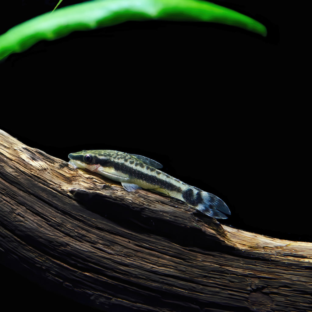 Otocinclus Catfish otocinclus fish — Aquaplantz Canada
