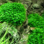Phoenix Moss (Fissidens fontanus)