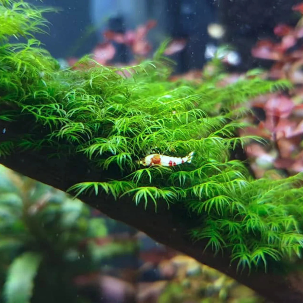 Phoenix Moss (Fissidens fontanus)