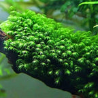 Phoenix Moss (Fissidens fontanus)