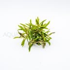 Pogostemon stellatus Octopus aquarium plant — Aquaplantz Canada