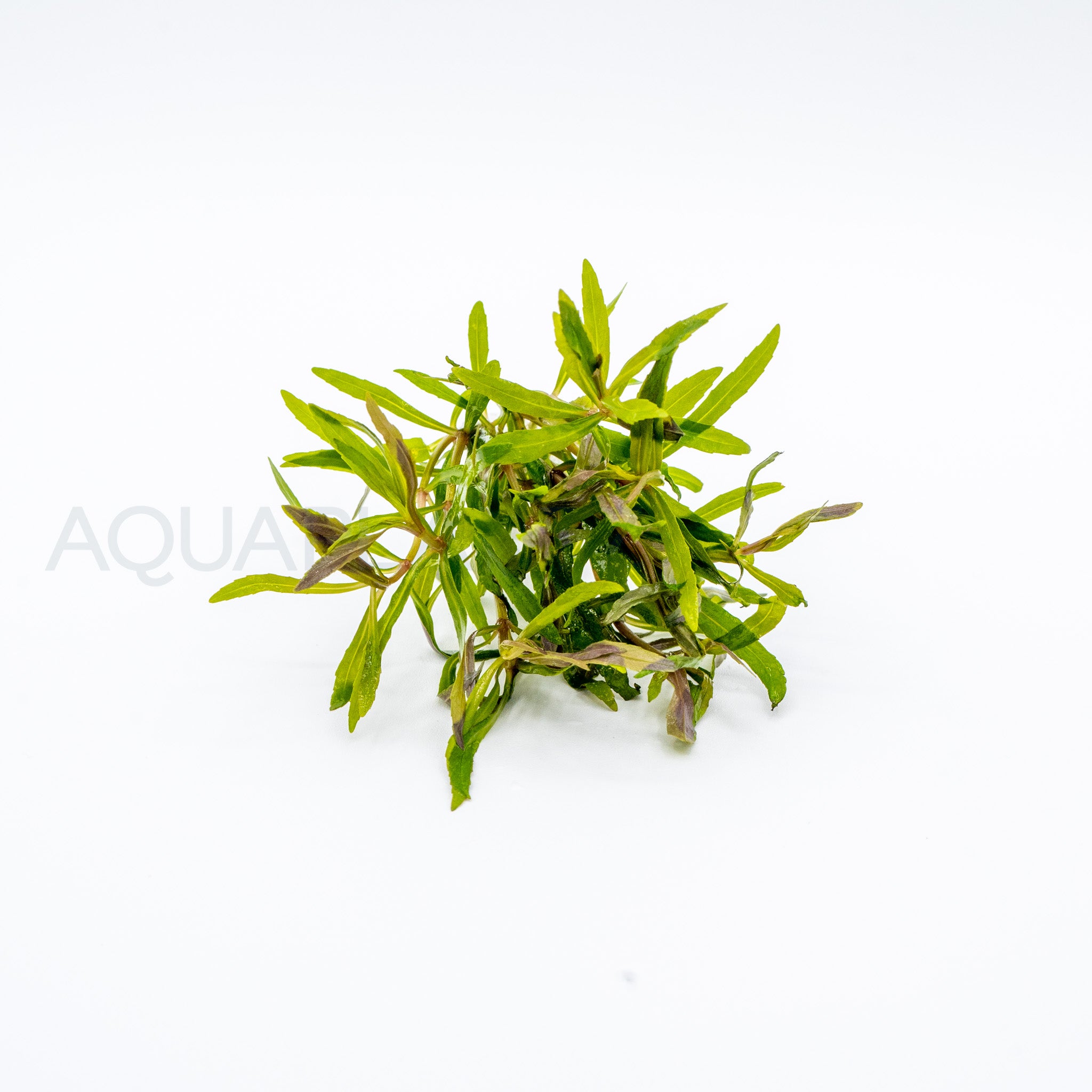 Pogostemon stellatus Octopus aquarium plant — Aquaplantz Canada