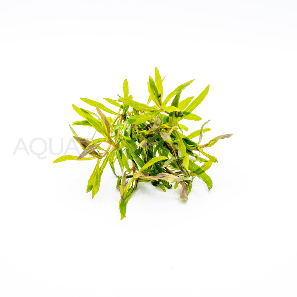 Pogostemon stellatus Octopus aquarium plant — Aquaplantz Canada