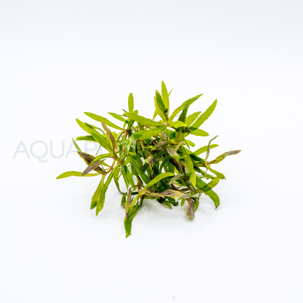 Pogostemon stellatus Octopus aquarium plant — Aquaplantz Canada