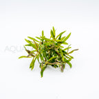Pogostemon stellatus Octopus aquarium plant — Aquaplantz Canada