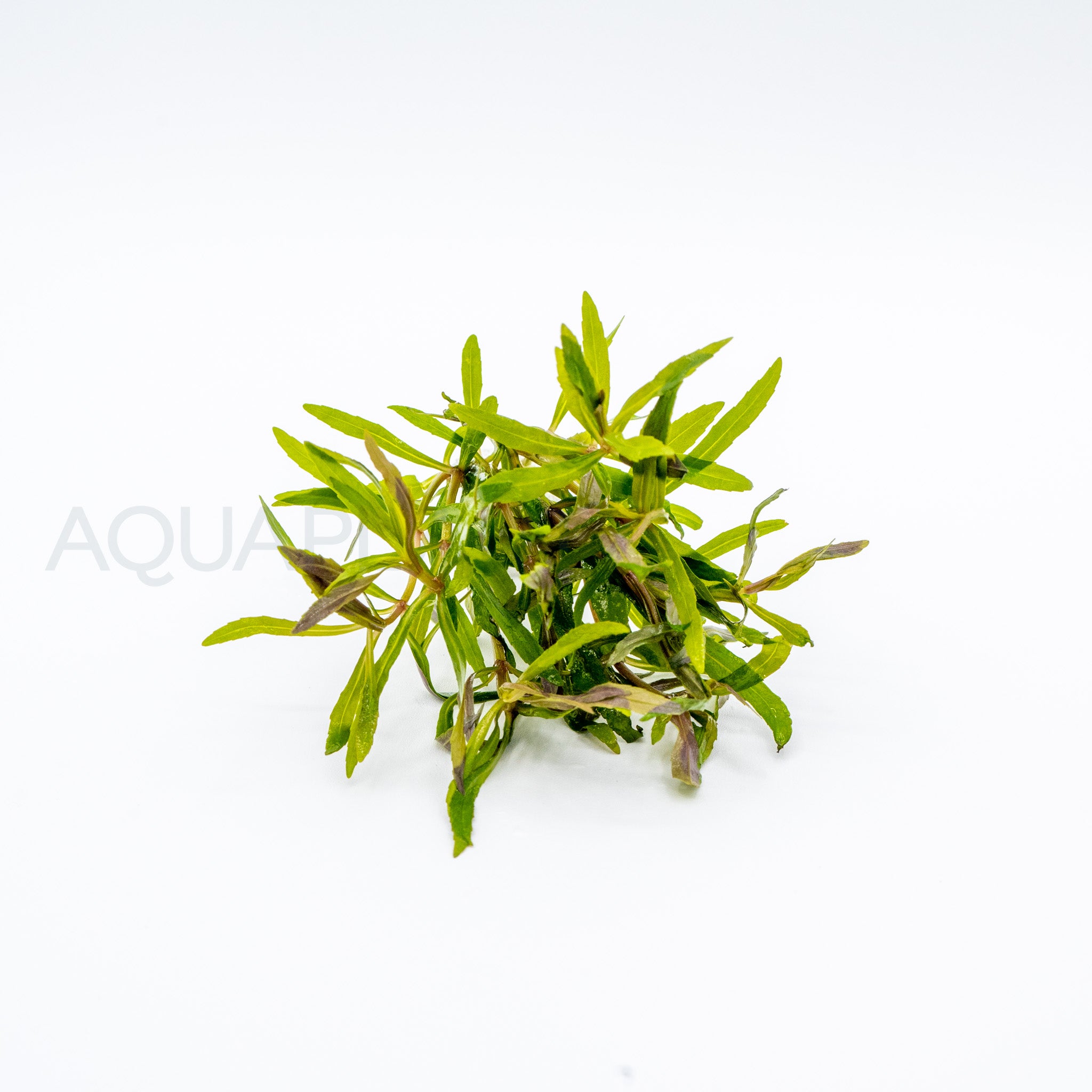 Pogostemon stellatus Octopus aquarium plant — Aquaplantz Canada
