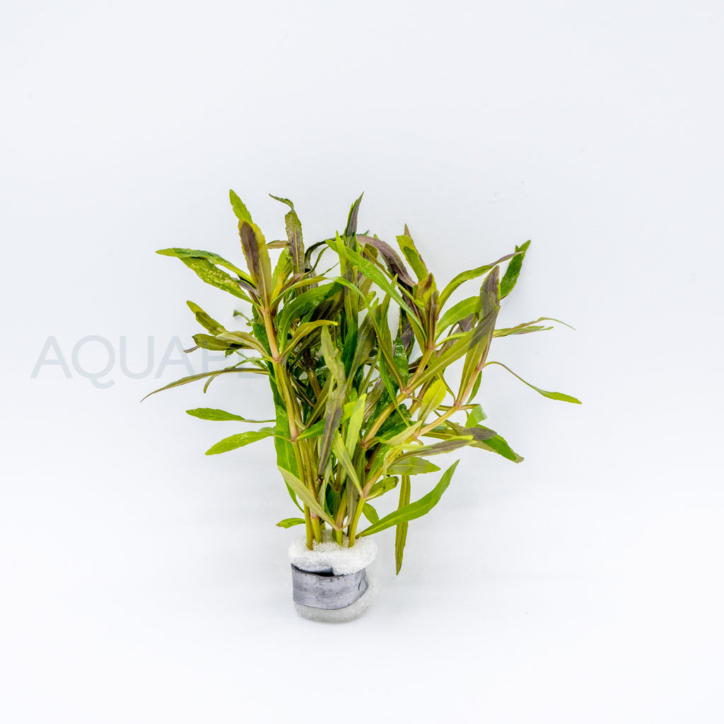 Pogostemon stellatus Octopus aquarium plant — Aquaplantz Canada