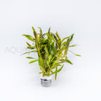 Pogostemon stellatus Octopus aquarium plant — Aquaplantz Canada