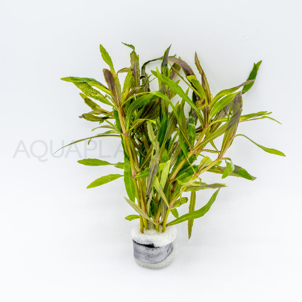 Pogostemon stellatus Octopus aquarium plant — Aquaplantz Canada