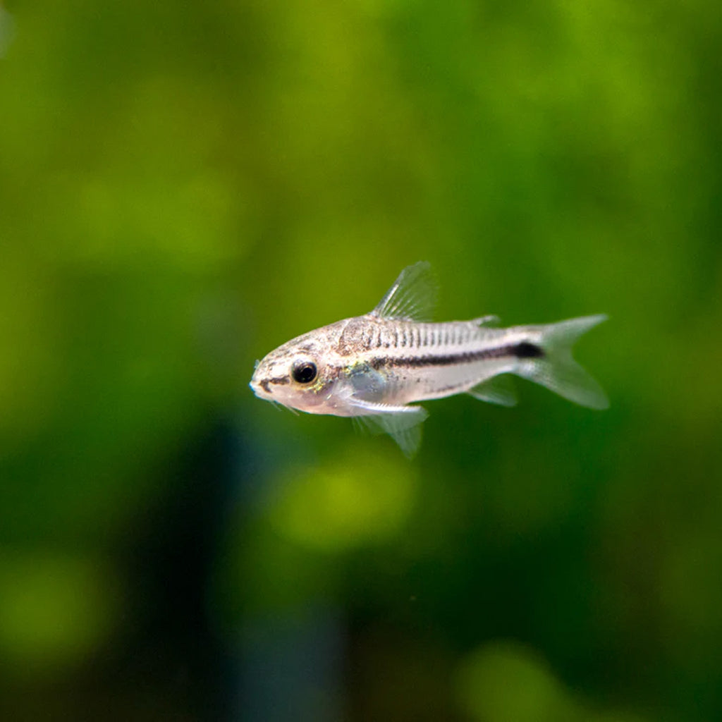 Pygmy Corydora corydora fish — Aquaplantz Canada