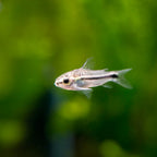 Pygmy Corydora corydora fish — Aquaplantz Canada
