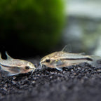 Pygmy Corydora corydora fish — Aquaplantz Canada